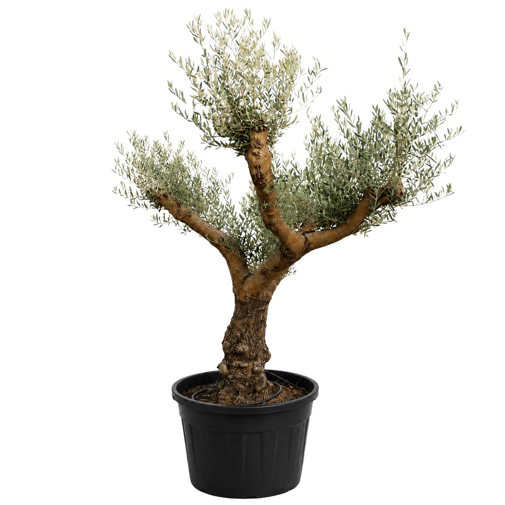 ONC285 - Olea Europaea Forma Natural