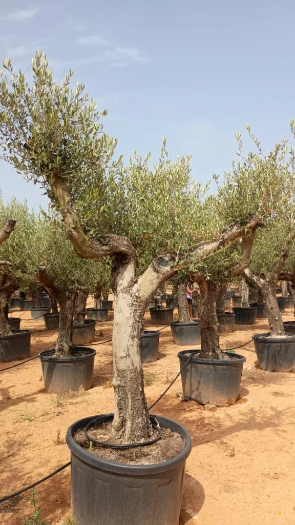 ONC285 - Olea Europaea Forma Natural