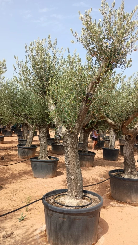 ONC285 - Olea Europaea Forma Natural
