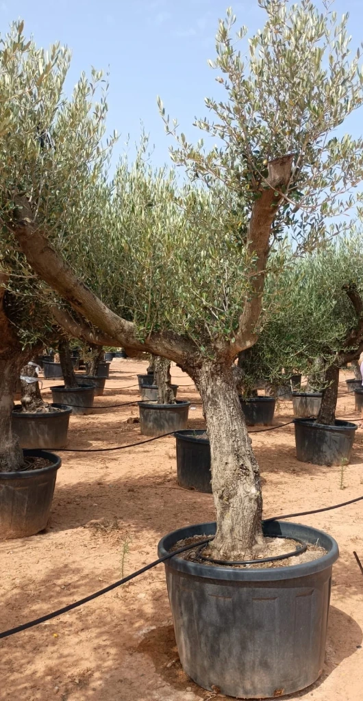 ONC285 - Olea Europaea Forma Natural