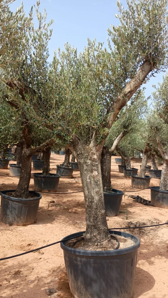 ONC285 - Olea Europaea Forma Natural