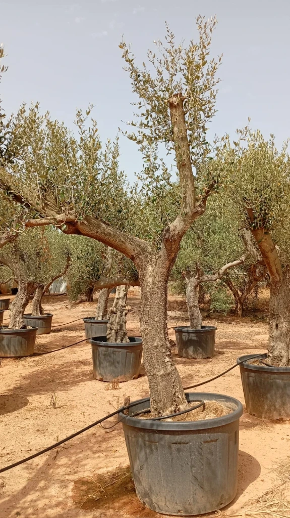 ONC285 - Olea Europaea Forma Natural