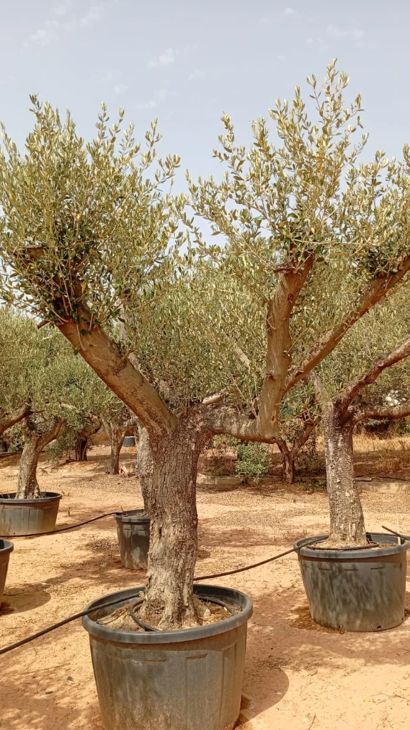 ONC285 - Olea Europaea Forma Natural