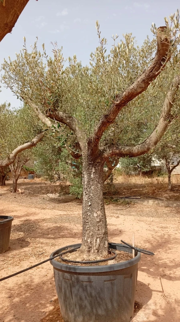 ONC285 - Olea Europaea Forma Natural