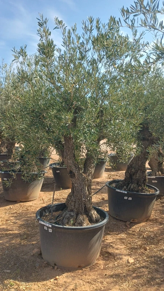 ONC80 - Olea Europaea
