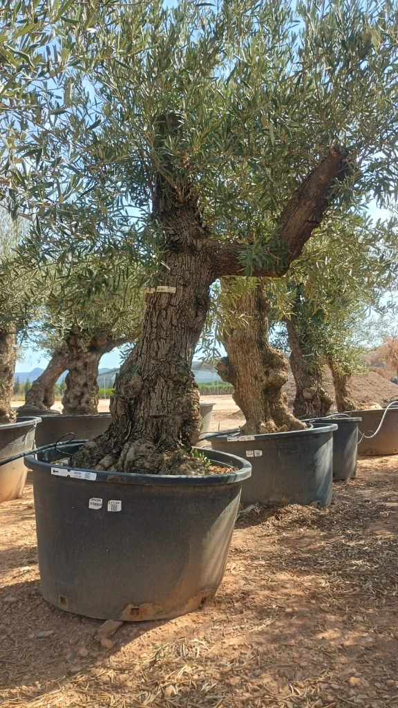 ONC80 - Olea Europaea