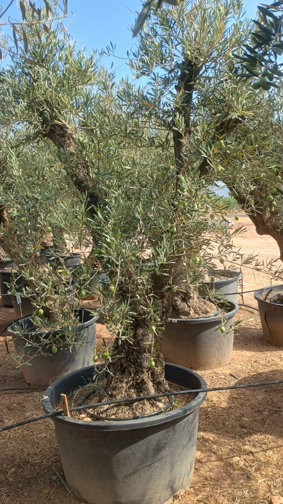 ONC80 - Olea Europaea