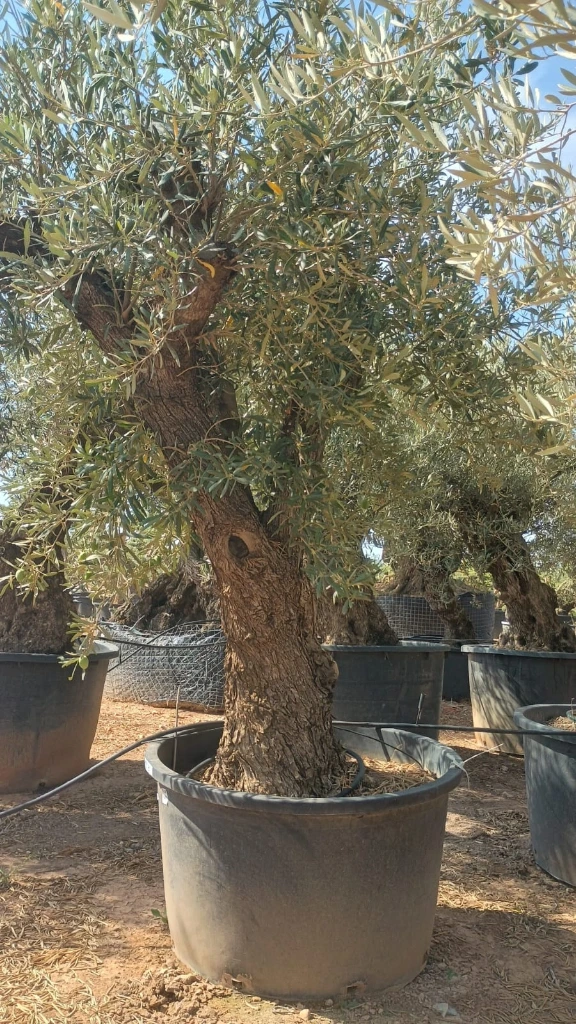 ONC80 - Olea Europaea