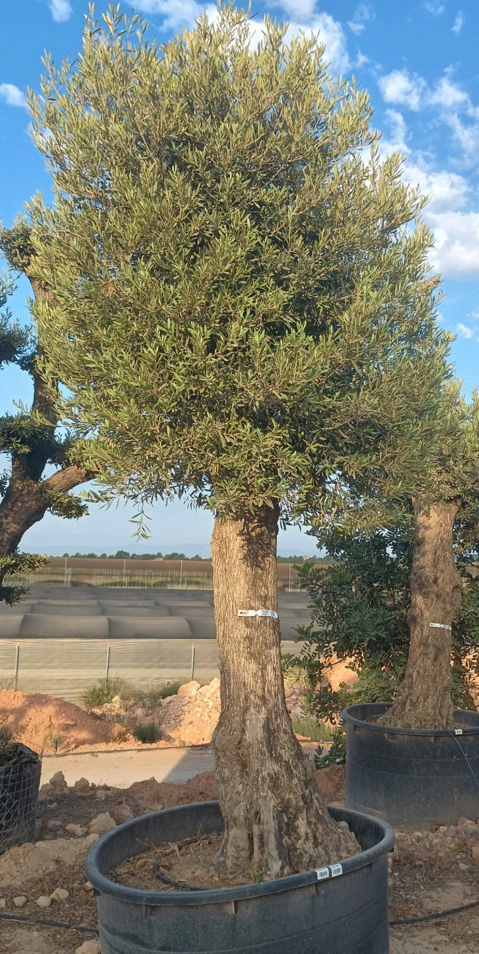 ONCA80 - Olea Europaea Alto
