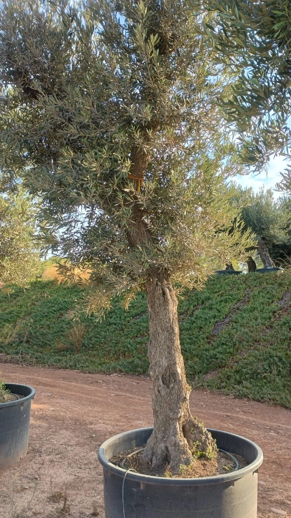 ONCA80 - Olea Europaea Alto
