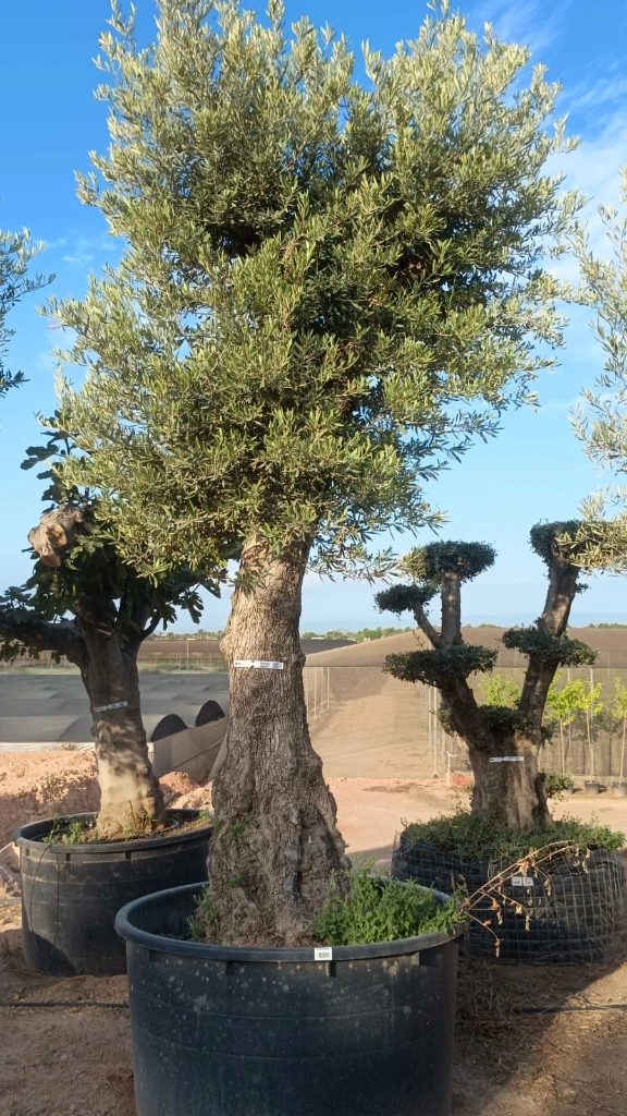 ONCA80 - Olea Europaea Alto
