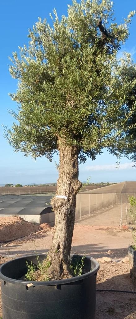 ONCA80 - Olea Europaea Alto