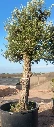ONCA80 - Olea Europaea Alto