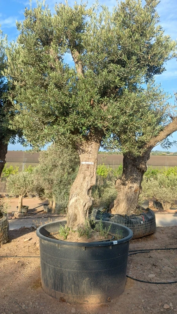 ONCA80 - Olea Europaea Alto