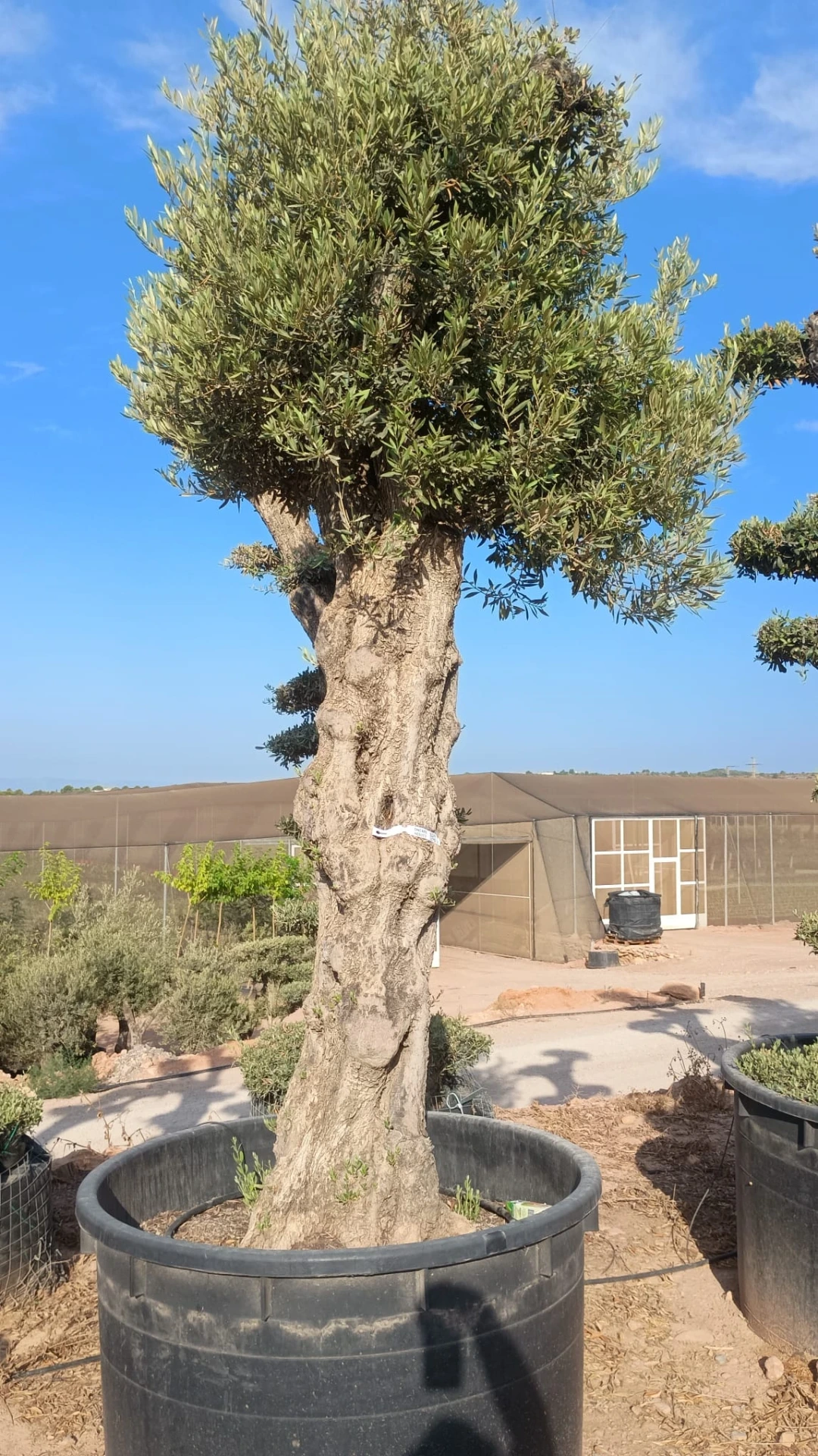 ONCA80 - Olea Europaea Alto