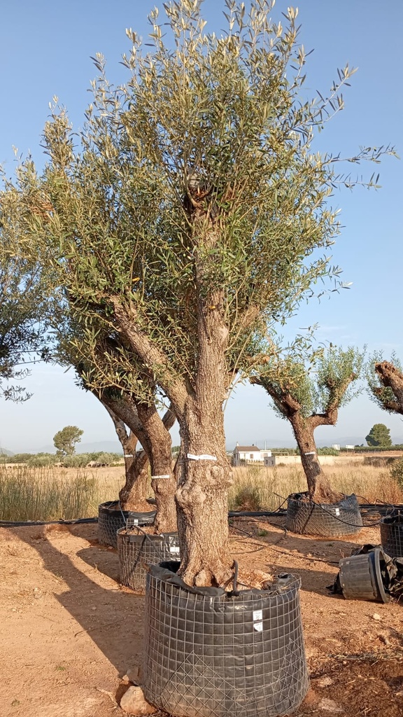 ONM100 - Olea Europaea Malla Metálica