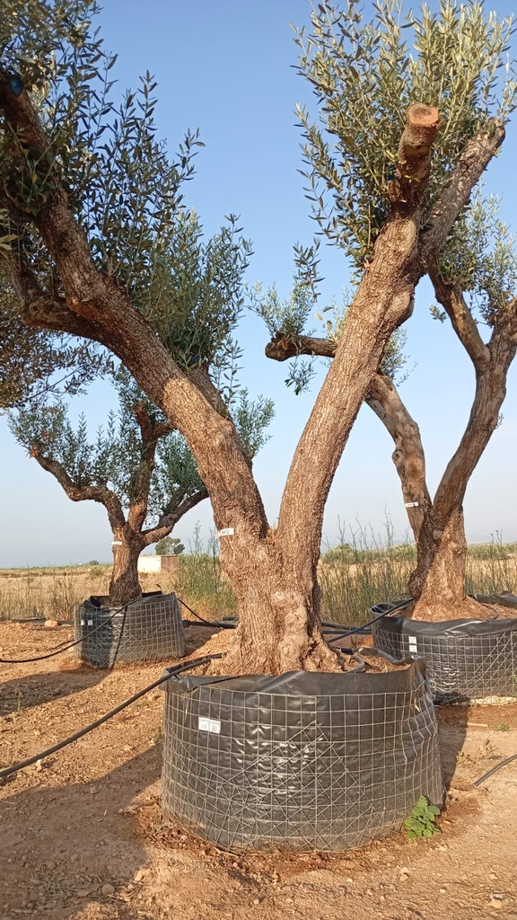 ONM100 - Olea Europaea Malla Metálica