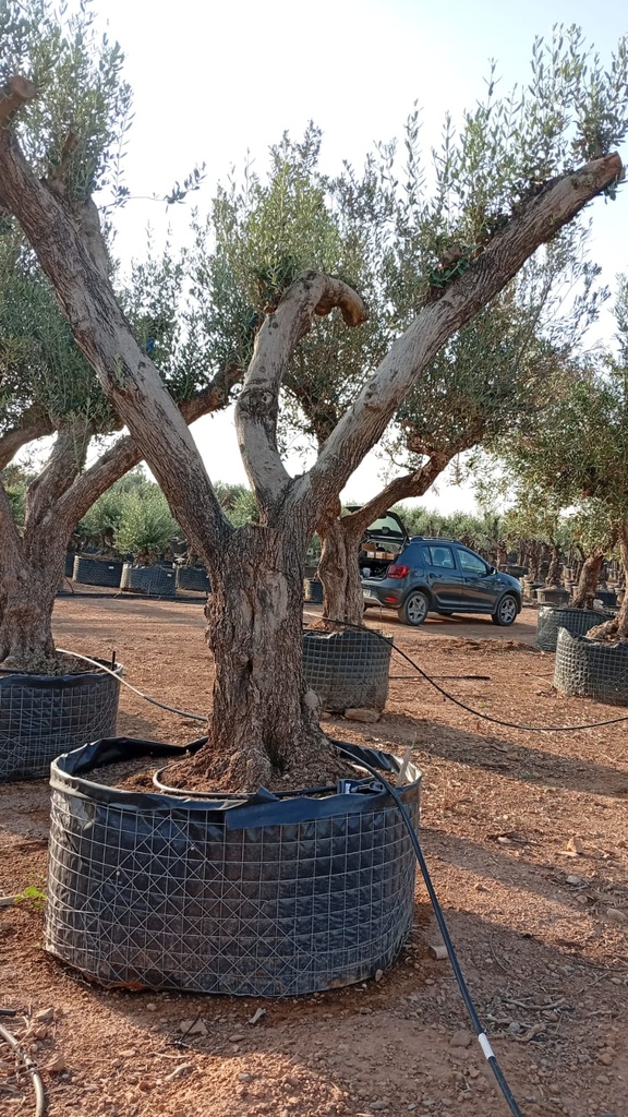 ONM100 - Olea Europaea Malla Metálica