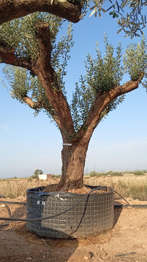 ONM100 - Olea Europaea Malla Metálica