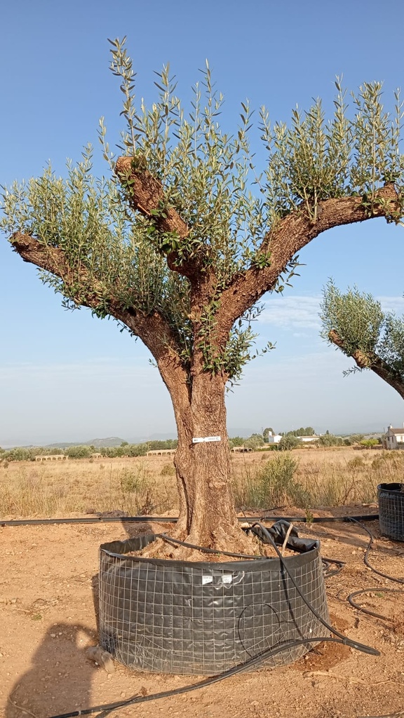 ONM100 - Olea Europaea Malla Metálica