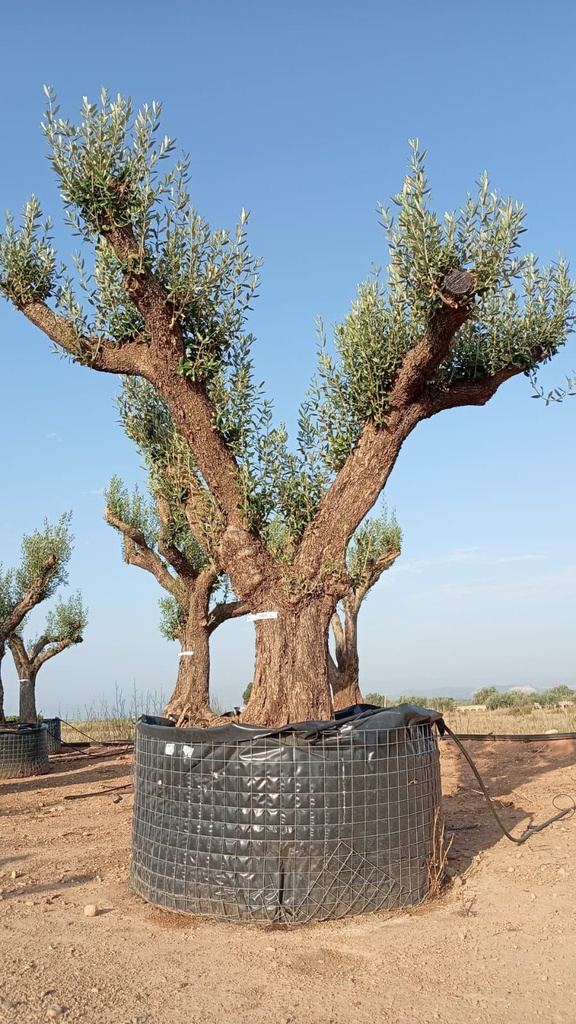 ONM100 - Olea Europaea Malla Metálica