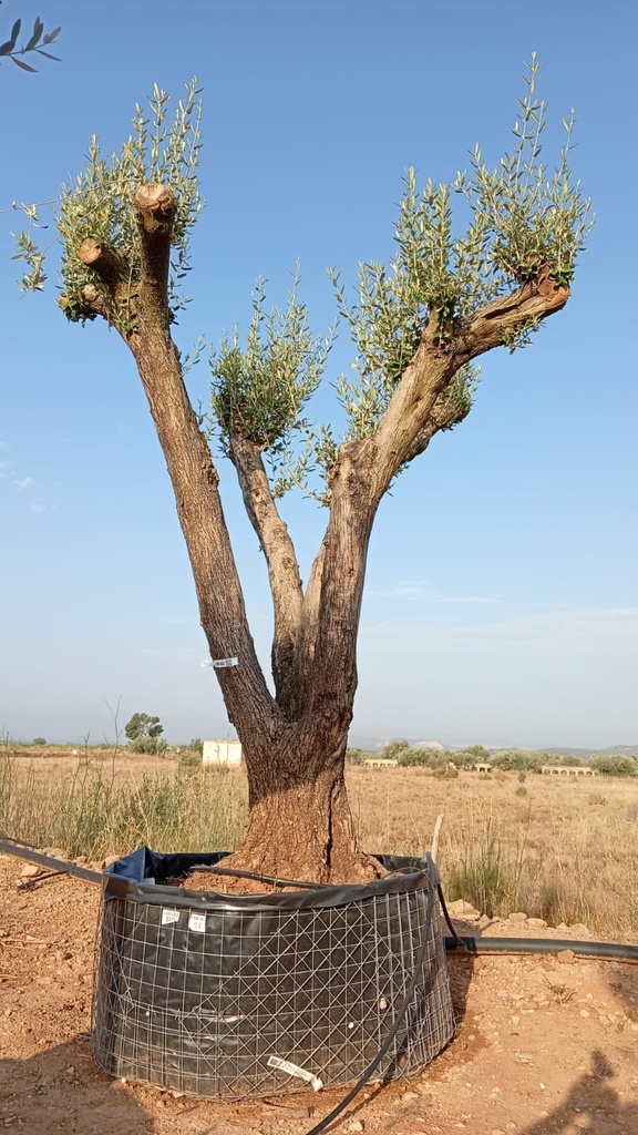 ONM100 - Olea Europaea Malla Metálica