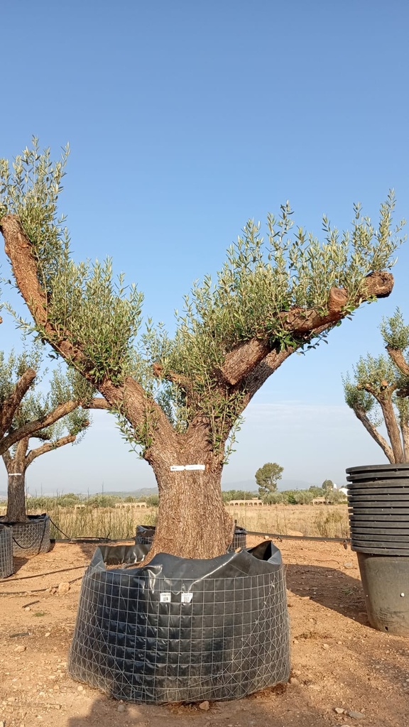 ONM100 - Olea Europaea Malla Metálica