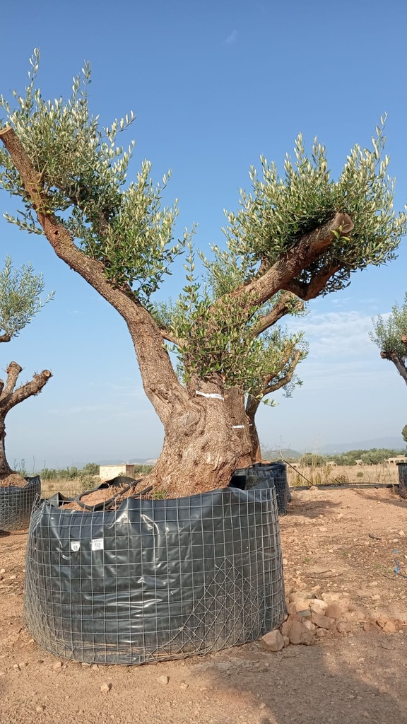 ONM100 - Olea Europaea Malla Metálica