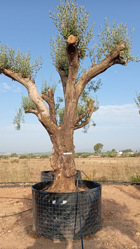 ONM100 - Olea Europaea Malla Metálica