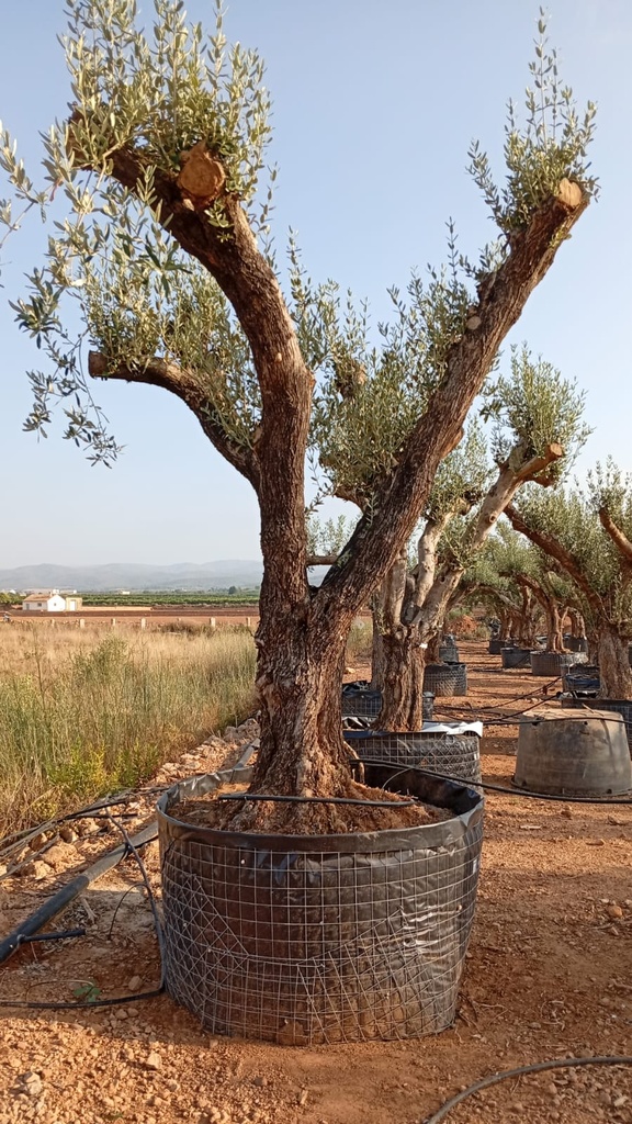 ONM100 - Olea Europaea Malla Metálica