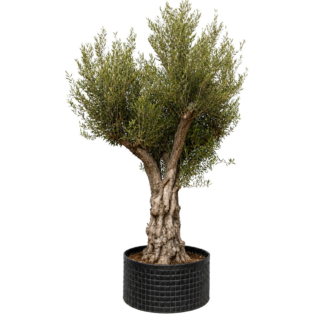ONM120 - Olea Europaea Malla Metálica (GENERICO [ONM120])