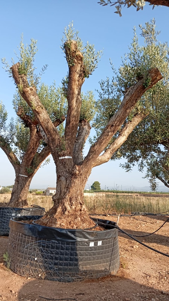ONM120 - Olea Europaea Malla Metálica