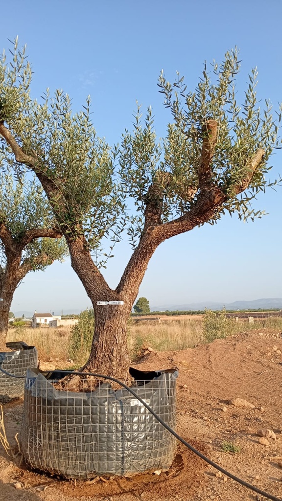 ONM60 - Olea Europaea Malla Metálica