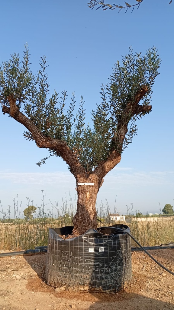 ONM60 - Olea Europaea Malla Metálica