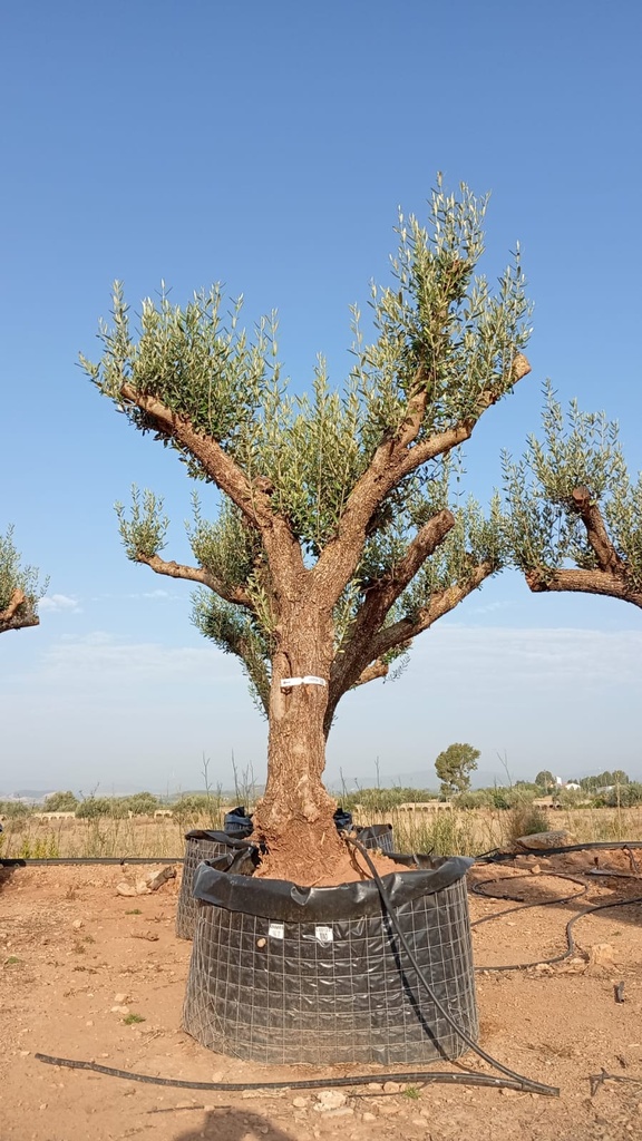 ONM60 - Olea Europaea Malla Metálica