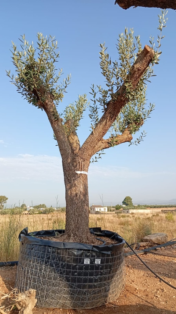 ONM60 - Olea Europaea Malla Metálica