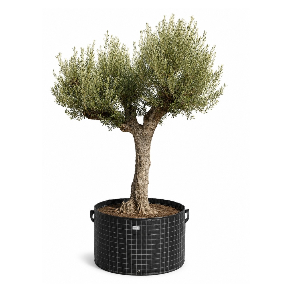 ONM80 - Olea Europaea Malla Metálica (GENERICO [ONM80])
