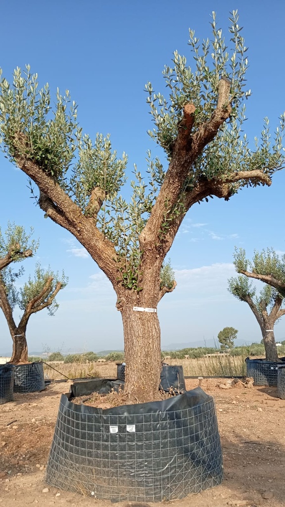ONM80 - Olea Europaea Malla Metálica