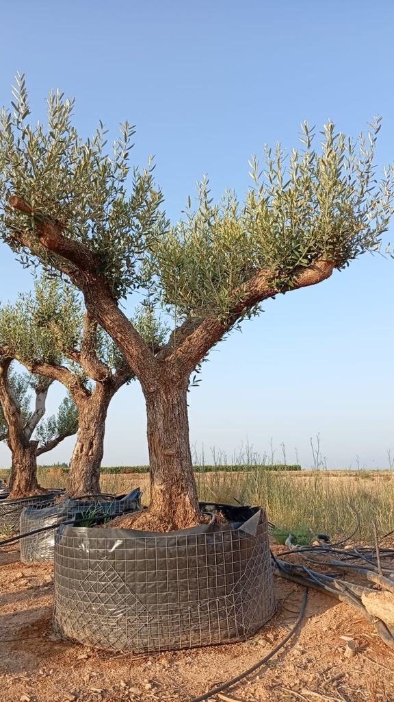 ONM80 - Olea Europaea Malla Metálica