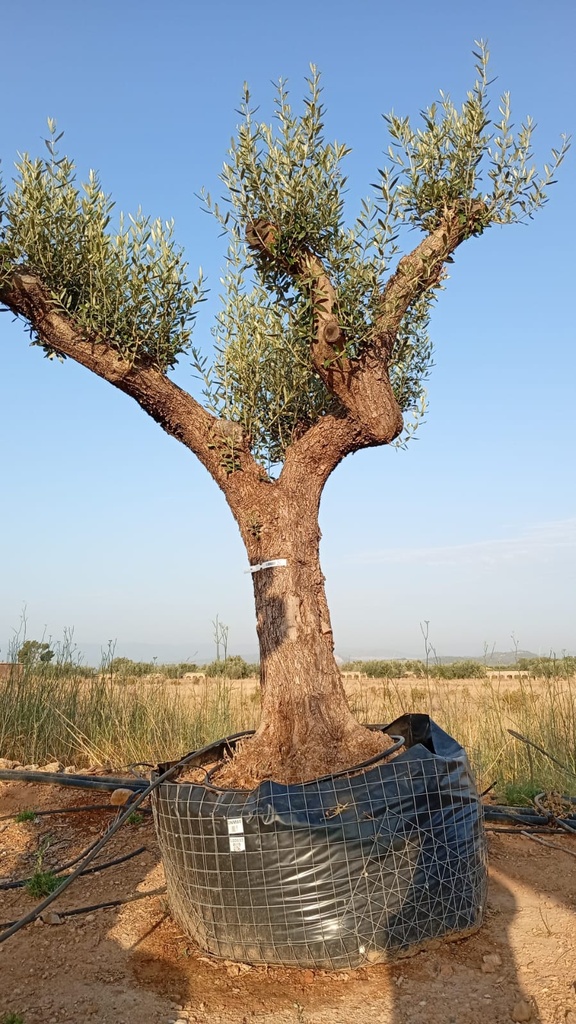 ONM80 - Olea Europaea Malla Metálica