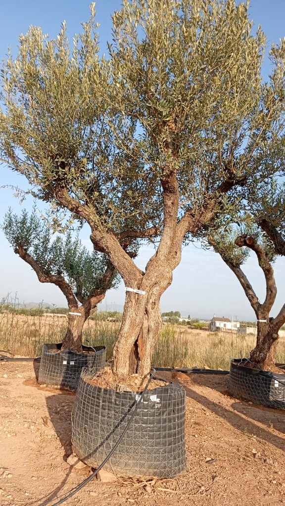 ONM80 - Olea Europaea Malla Metálica