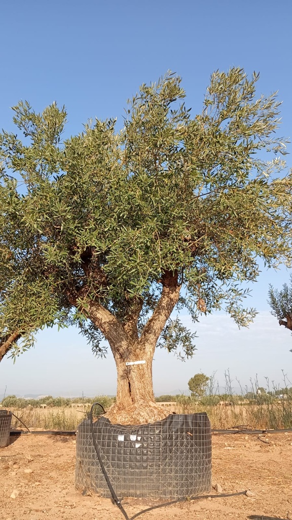 ONM80 - Olea Europaea Malla Metálica