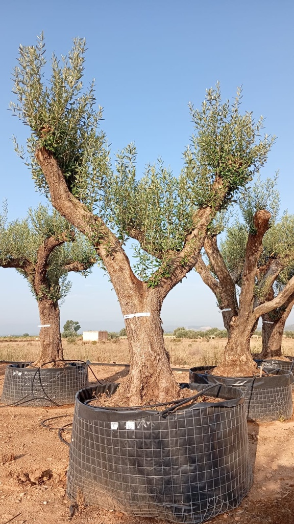 ONM80 - Olea Europaea Malla Metálica