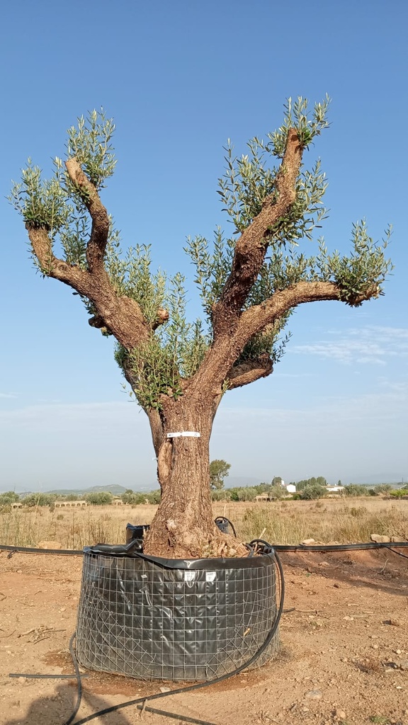ONM80 - Olea Europaea Malla Metálica