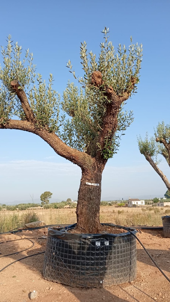 ONM80 - Olea Europaea Malla Metálica