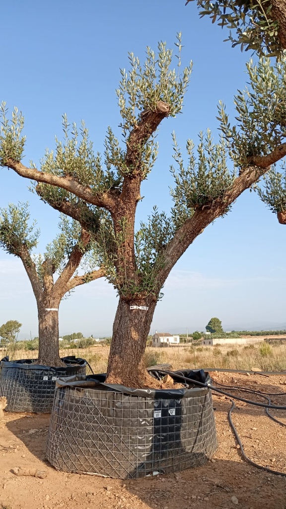 ONM80 - Olea Europaea Malla Metálica