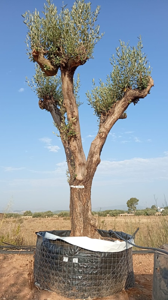 ONM80 - Olea Europaea Malla Metálica