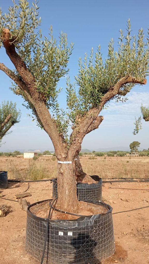 ONM80 - Olea Europaea Malla Metálica