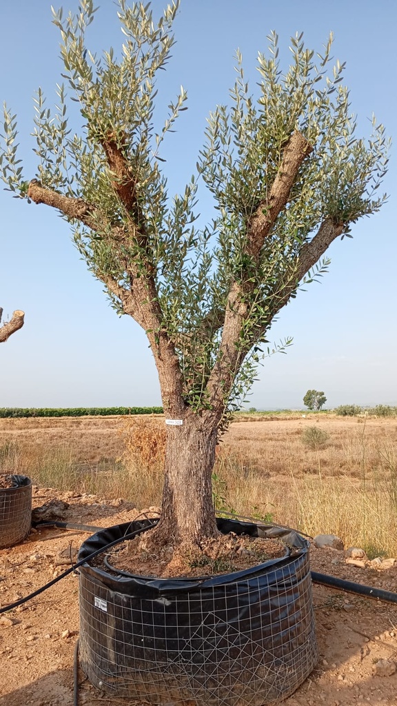 ONM80 - Olea Europaea Malla Metálica