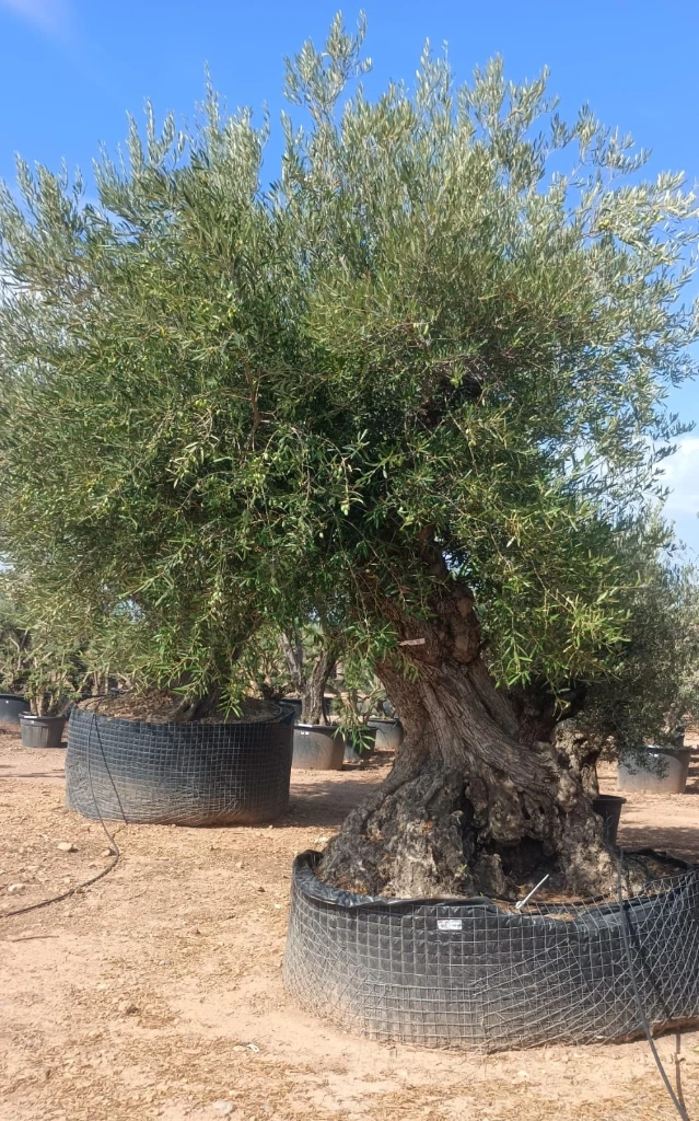 ONR06 - Olea Europaea Ejemplar centenario REF.06 Malla Metálica